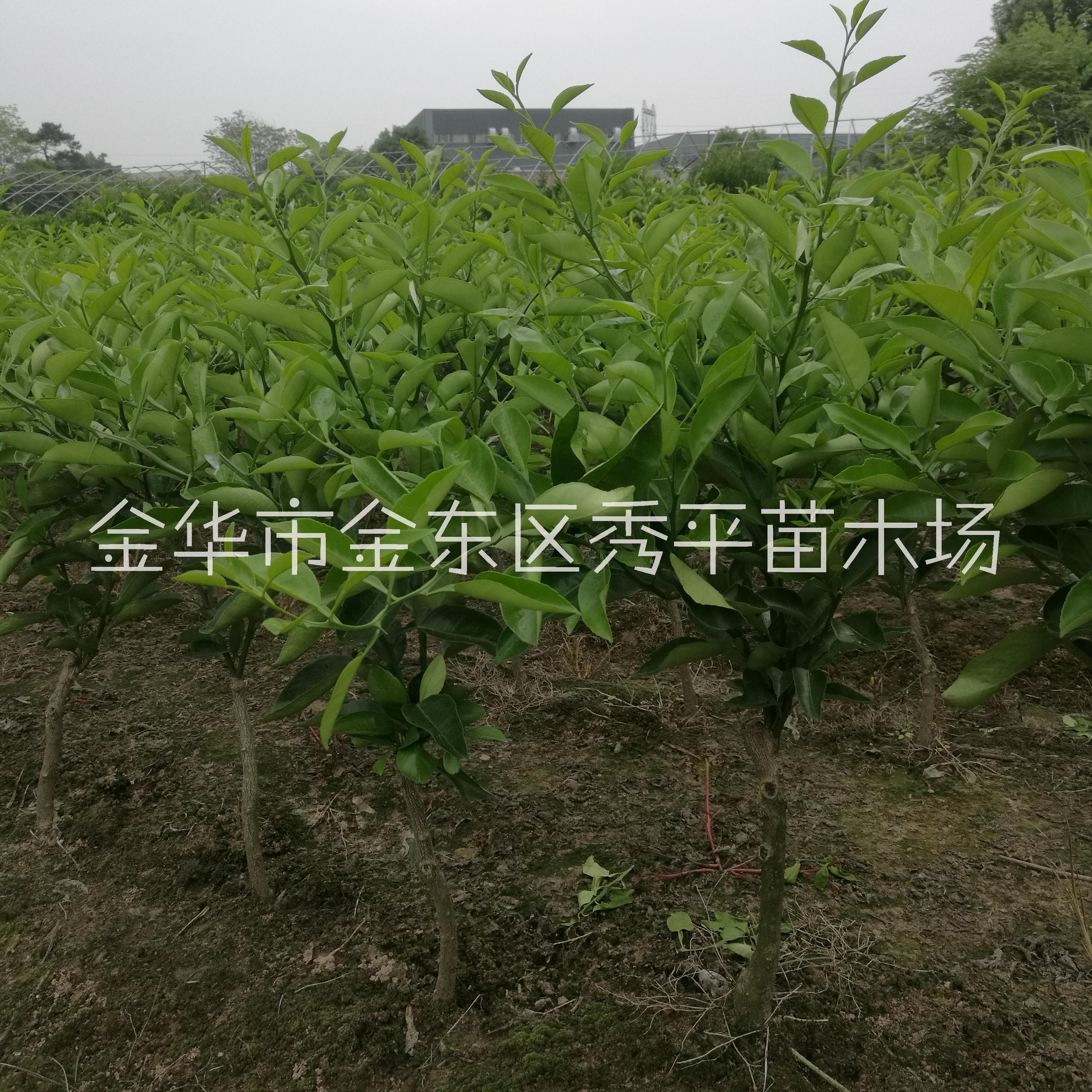 供应明日见柑橘苗 2公分阿斯蜜明日见柑橘苗 柑橘苗供应商报价 价格 浙江省  柑橘苗厂家供应 报价 价格图片