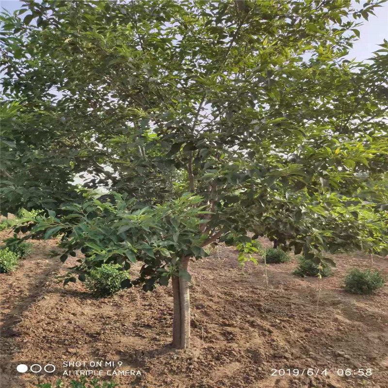 9公分櫻花樹圖片