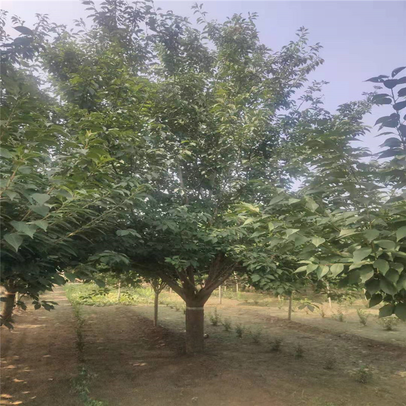 櫻花樹圖片/櫻花樹樣板圖 (4)
