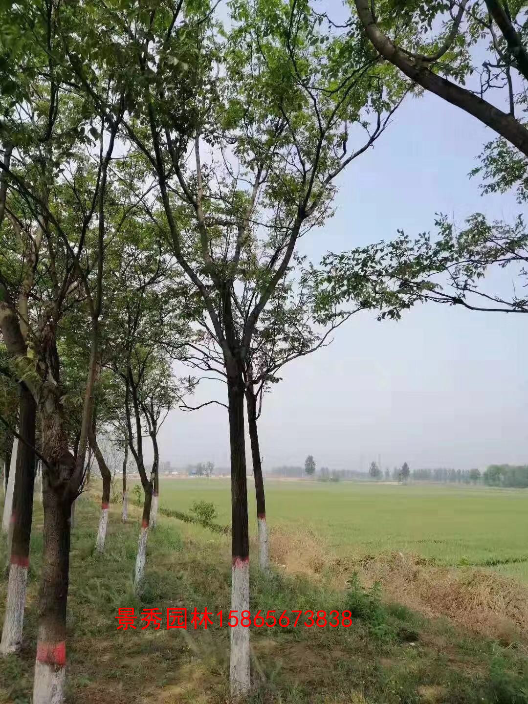 8公分欒樹圖片/8公分欒樹樣板圖 (4)