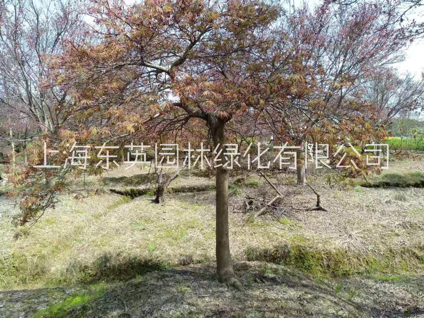 造型羽毛枫，精品羽毛枫，特级羽毛枫，羽毛枫哪里买，进口羽毛枫图片