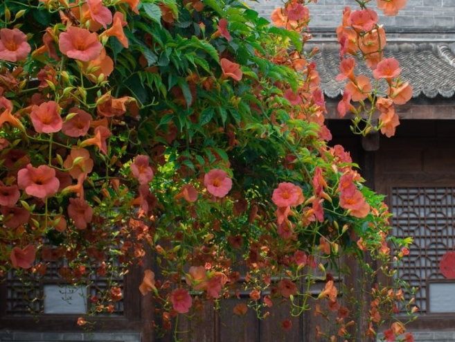 凌霄花凌霄花订购