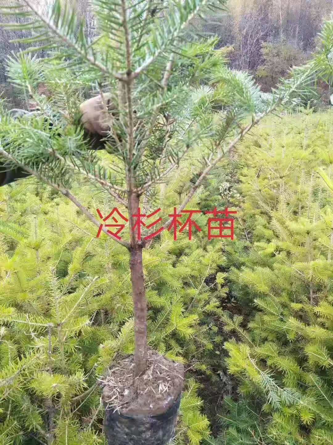 冷杉圖片/冷杉樣板圖 (3)