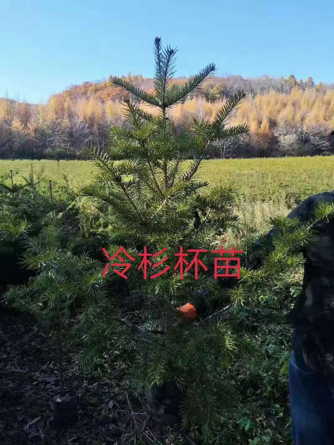 冷杉圖片/冷杉樣板圖 (3)
