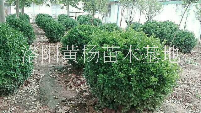 一米大葉黃楊球圖片