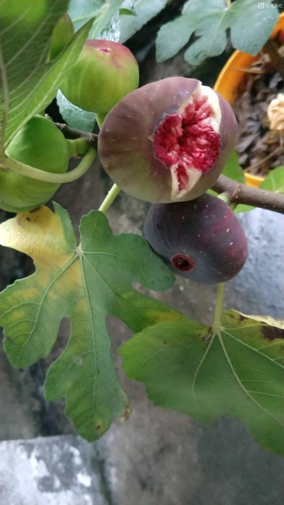 布萊瑞克無花果圖片