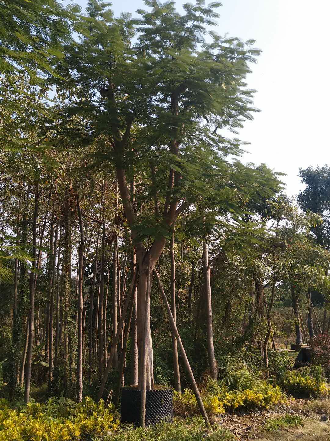 農(nóng)戶*直銷供應(yīng)行道造景風(fēng)景樹鳳凰木