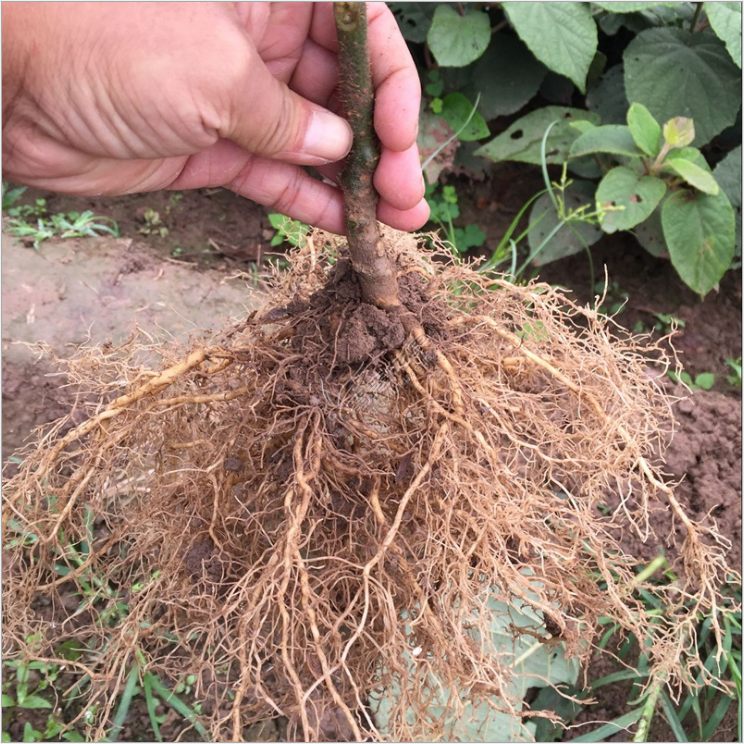 紅心獼猴桃苗圖片