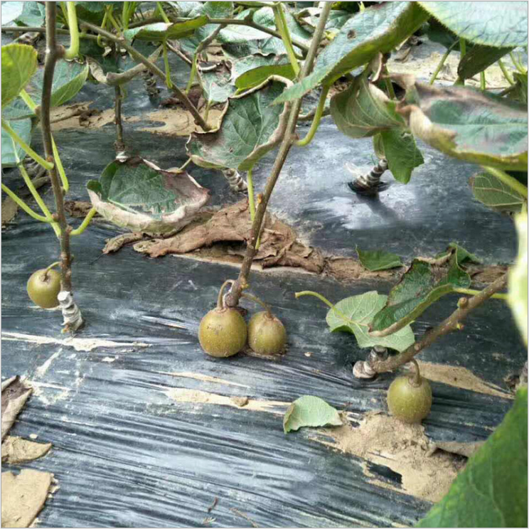 獼猴桃苗圖片/獼猴桃苗樣板圖 (2)