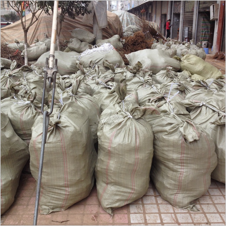 中華野生獼猴苗圖片/中華野生獼猴苗樣板圖 (3)