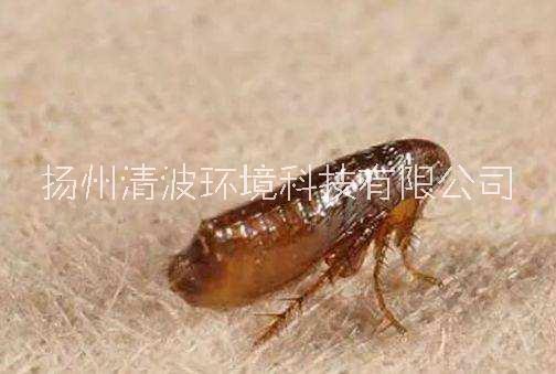 滅跳蚤公司圖片/滅跳蚤公司樣板圖 (4)