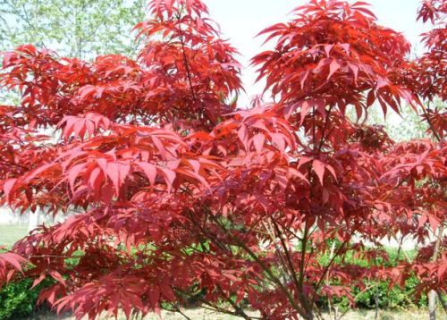 山東美國(guó)紅楓批發(fā)價(jià)格