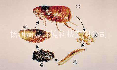 興化 泰興 靖江 滅跳蚤公司 殺跳蚤公司 除跳蚤公司 防跳蚤公司 施工 服務(wù) 消殺 公司