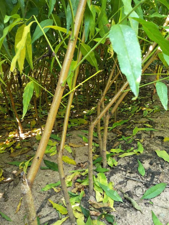 桃樹苗圖片/桃樹苗樣板圖 (3)