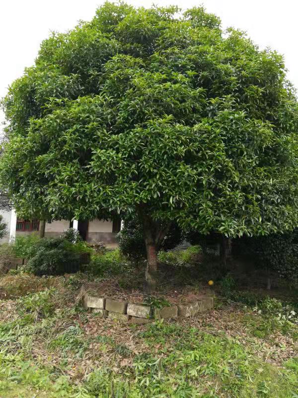 湖北鐘祥桂花圖片/湖北鐘祥桂花樣板圖 (3)