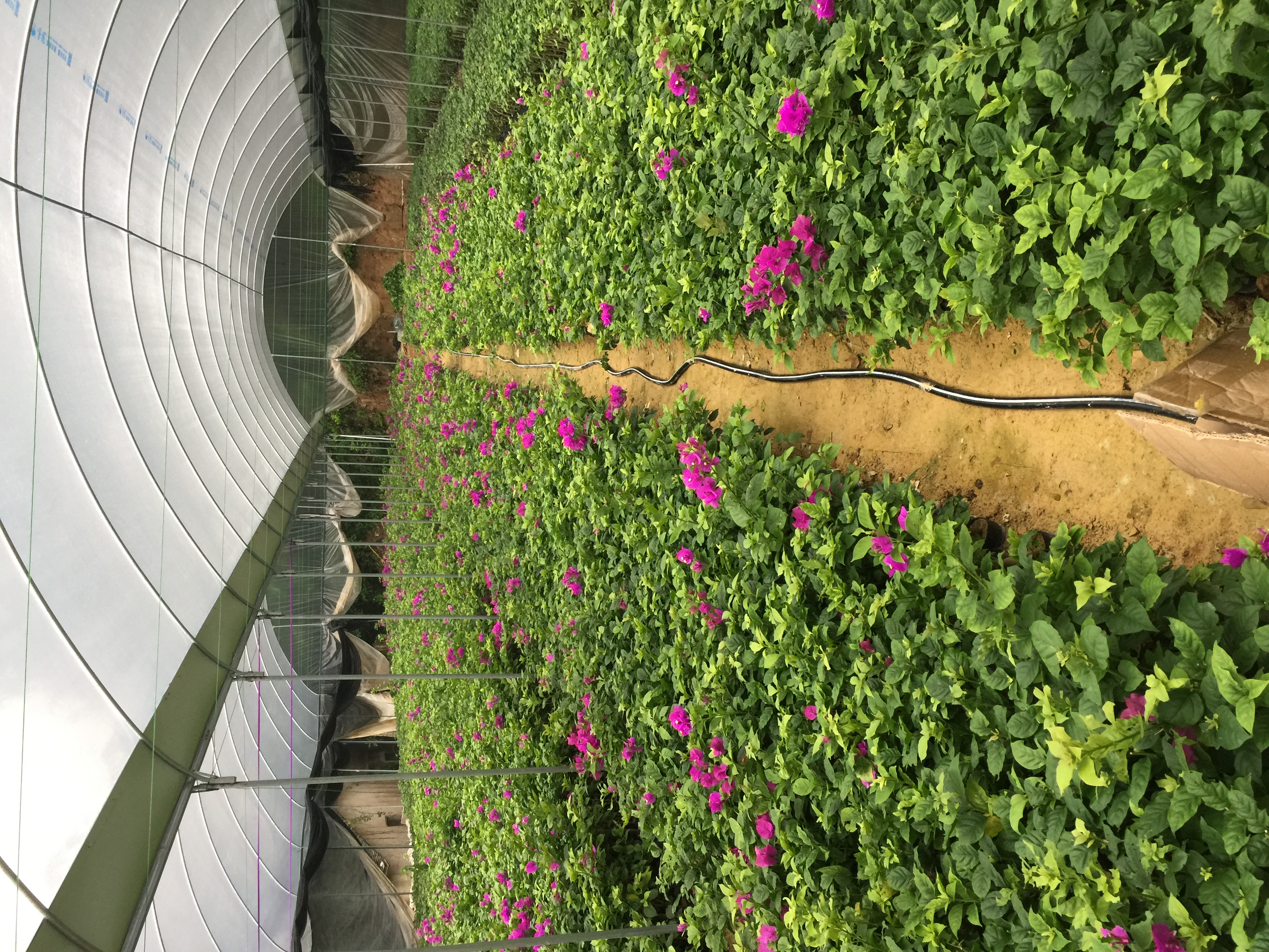 云南紫三角梅樹(shù)苗圖片/云南紫三角梅樹(shù)苗樣板圖 (3)