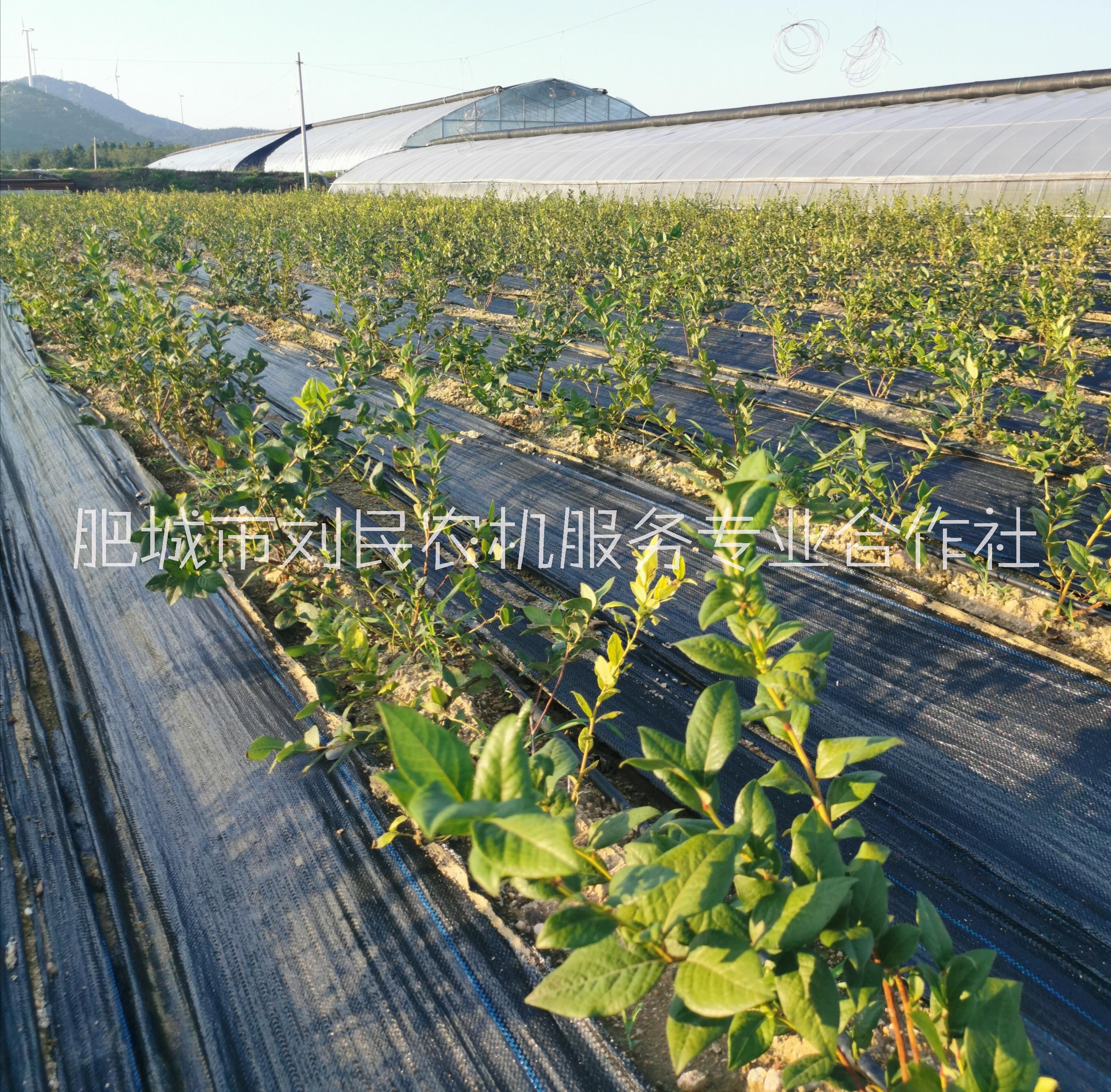 藍莓苗圖片/藍莓苗樣板圖 (2)