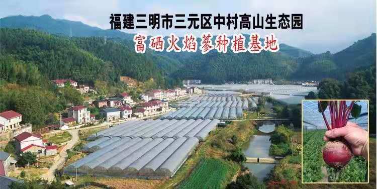 健愛(ài)山田香牌富硒火焰蔘