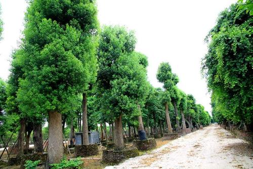 湖南香樟树批发基地-各种规格香樟批发-种植苗圃-电话图片