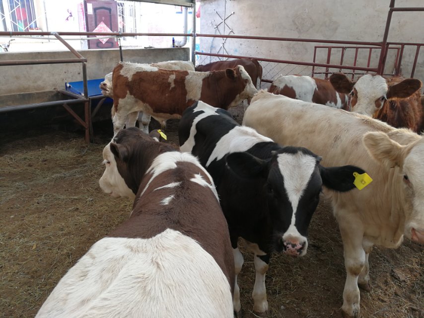 小牛犢圖片/小牛犢樣板圖 (2)