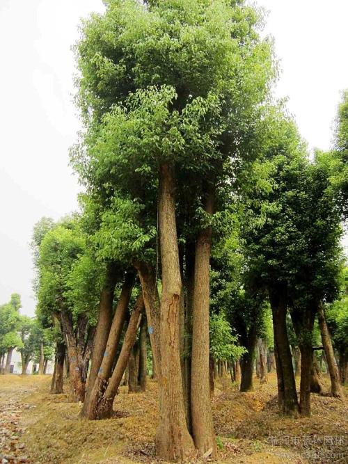 香樟树湖南香樟树批发基地-各种规格香樟批发-种植苗圃-电话