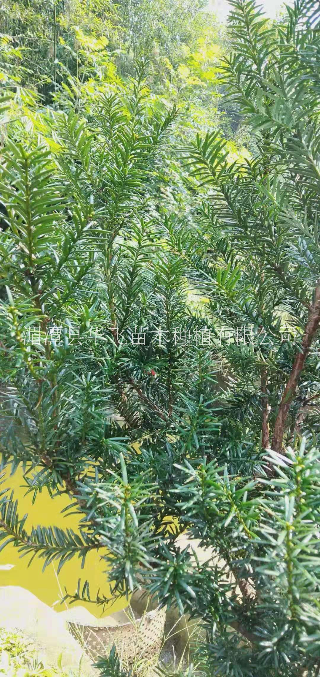 紅豆杉圖片/紅豆杉樣板圖 (2)