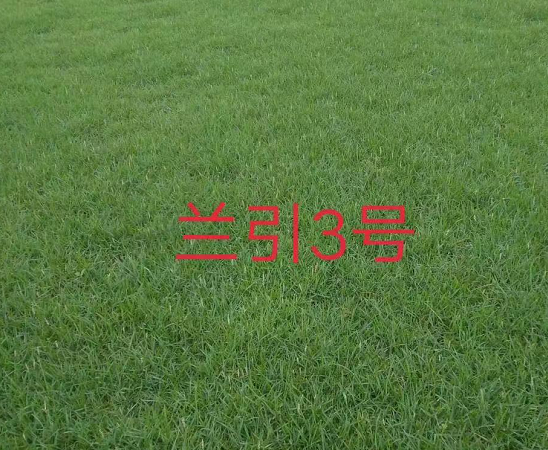 蘭引三號圖片/蘭引三號樣板圖 (1)