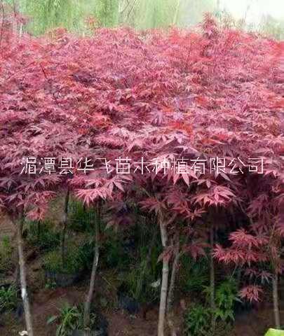 紅楓圖片/紅楓樣板圖 (2)