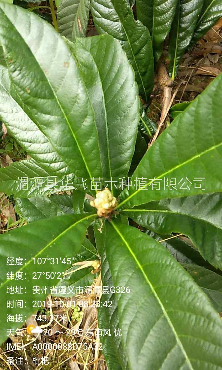 各种规格枇杷树-贵州毕节市苗圃场电话-优质树苗图片