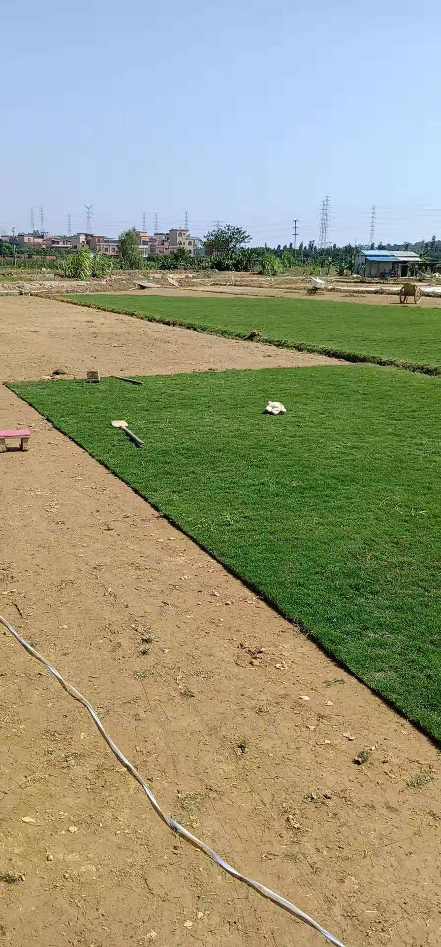 綠化草坪圖片/綠化草坪樣板圖 (1)