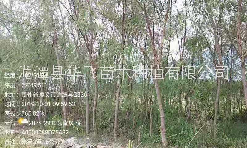 楊柳圖片/楊柳樣板圖 (1)