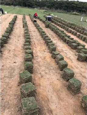 草皮基地圖片/草皮基地樣板圖 (3)