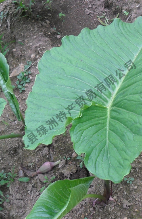 疔毒豆圖片/疔毒豆樣板圖 (3)