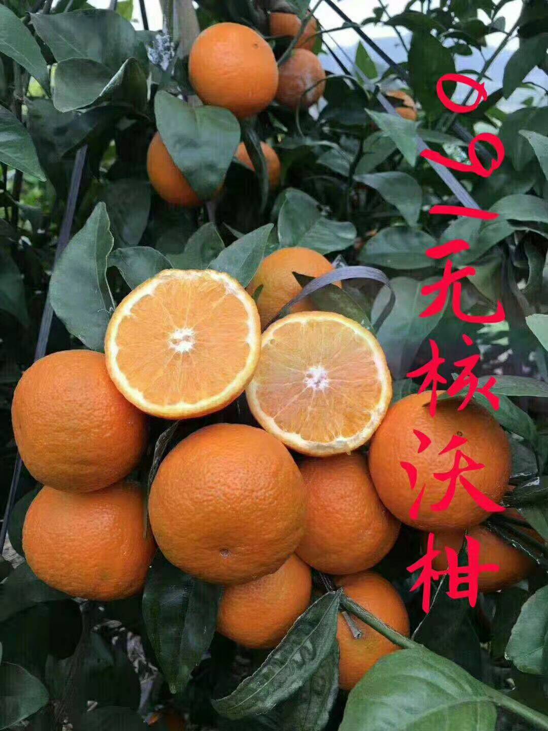 091無核沃柑苗圖片/091無核沃柑苗樣板圖 (1)