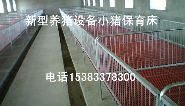 养猪场养猪设备哪家好河北养猪设备母猪产床复合定位栏保育栏图片