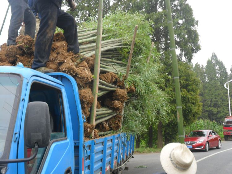 湖北咸宁赤壁竹种竹苗厂家_湖北咸宁赤壁竹种竹苗厂家价格_【赤壁市亚山楠竹经营部】图片