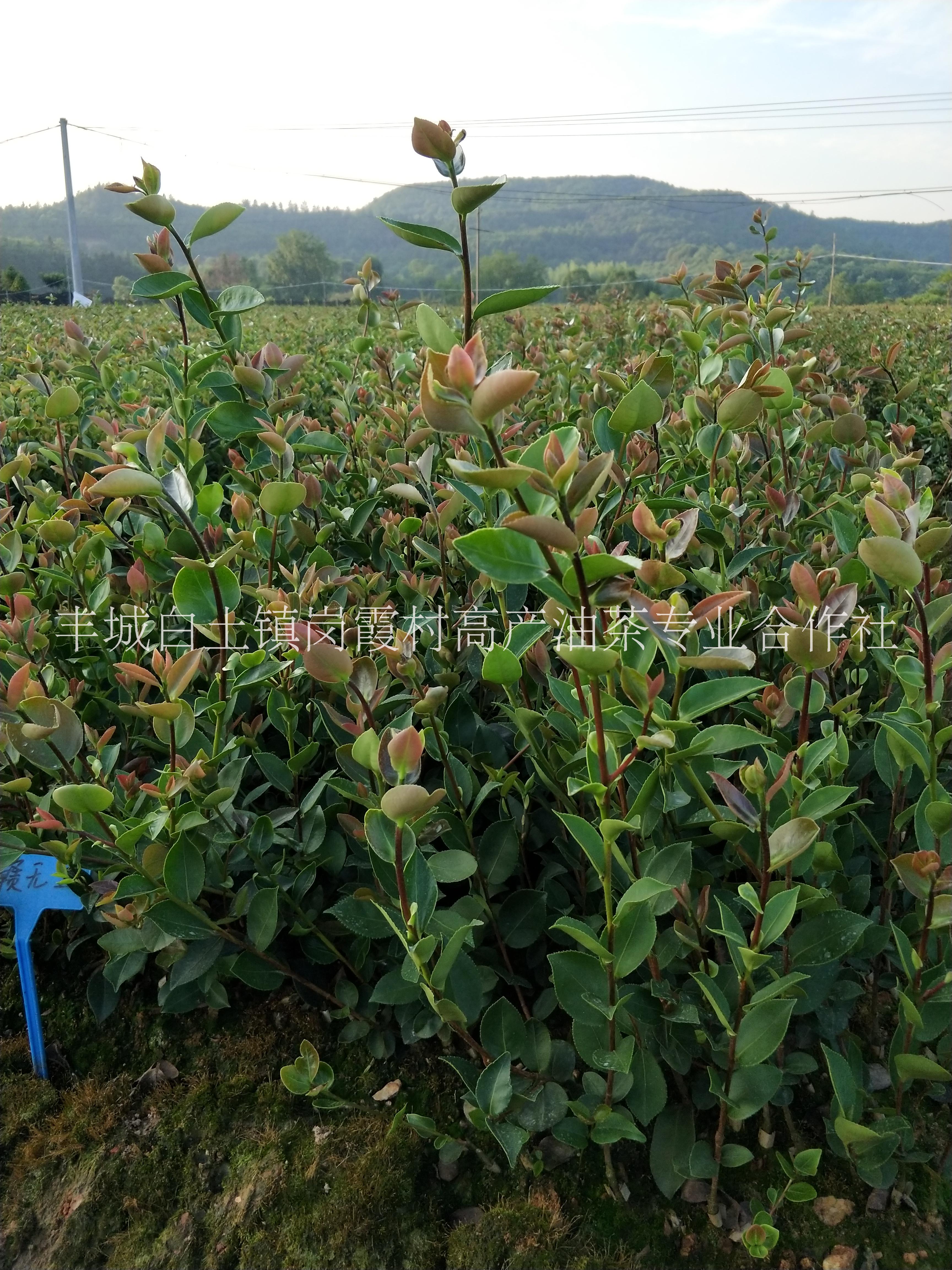 高產(chǎn)油茶苗圖片/高產(chǎn)油茶苗樣板圖 (2)