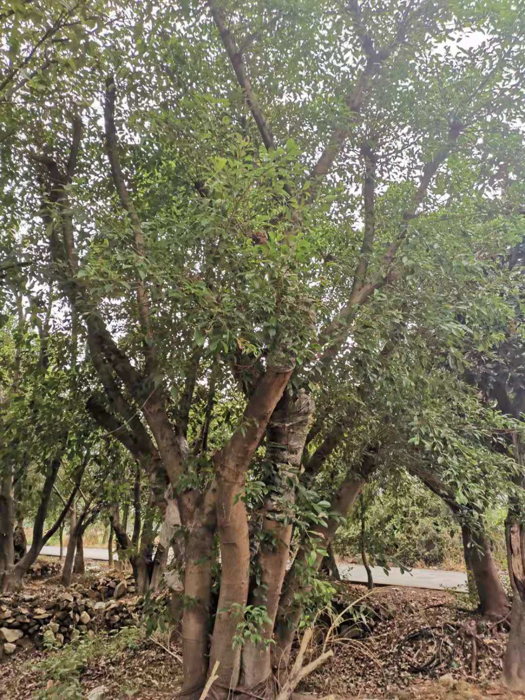 小葉榕圖片/小葉榕樣板圖 (2)