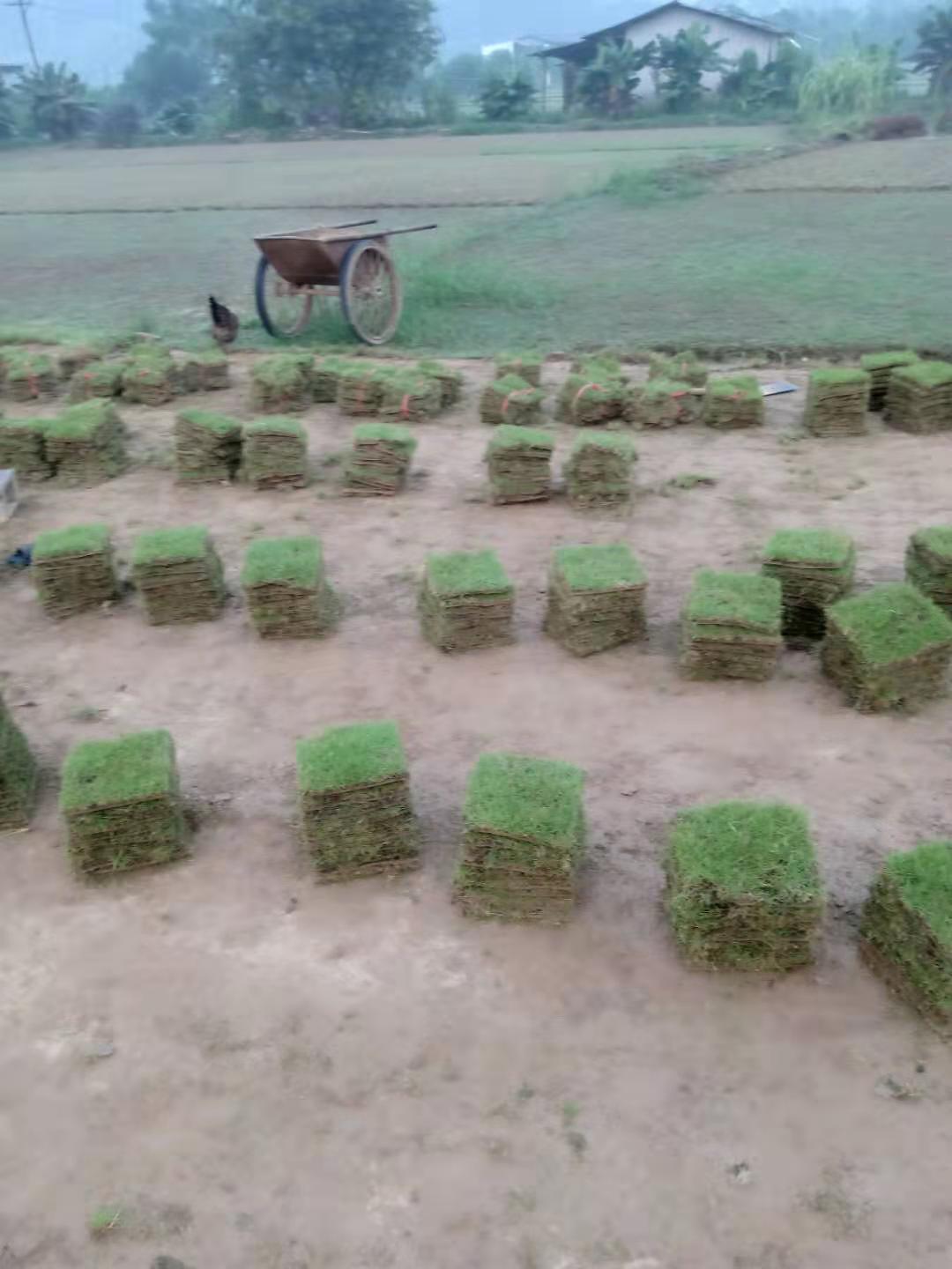 大葉油草草坪圖片