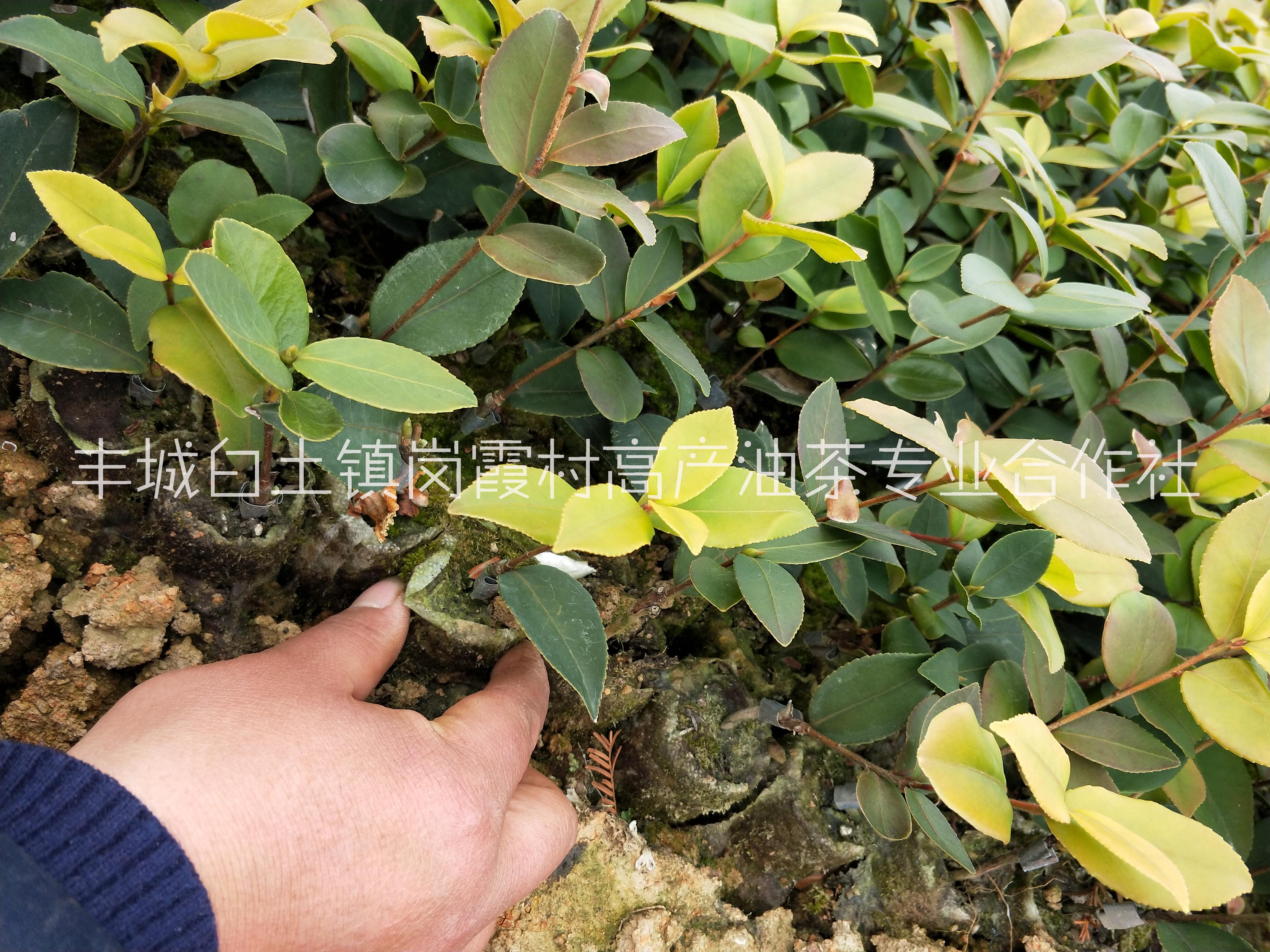高產(chǎn)油茶苗圖片/高產(chǎn)油茶苗樣板圖 (1)