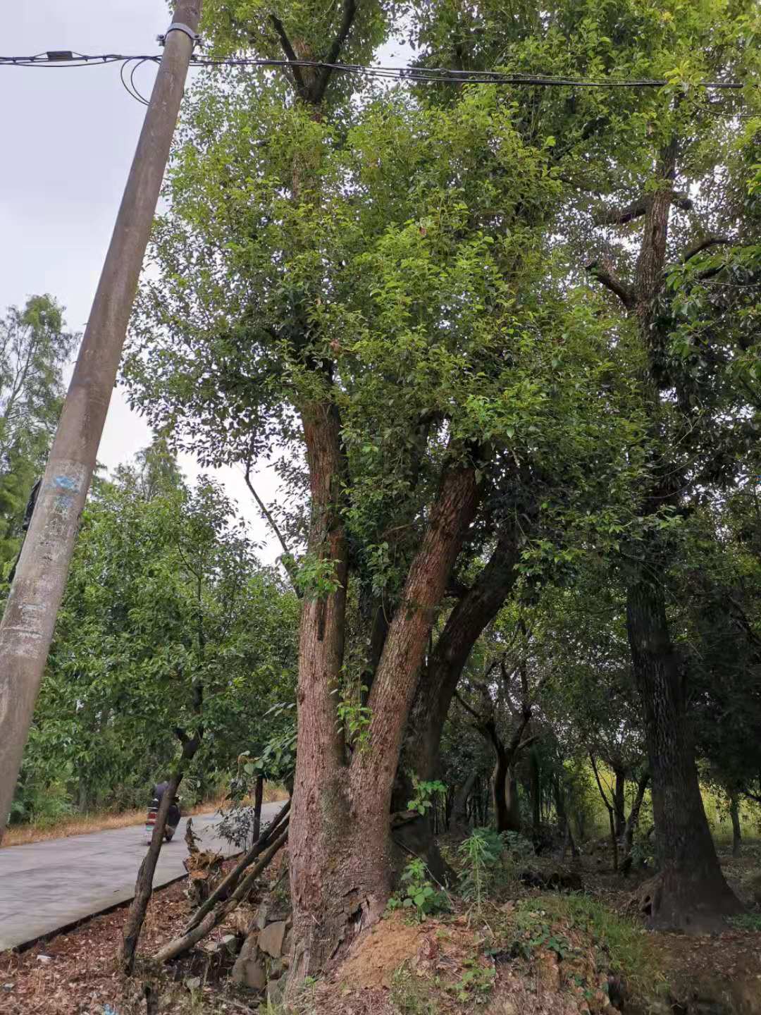 香樟树价格对比？