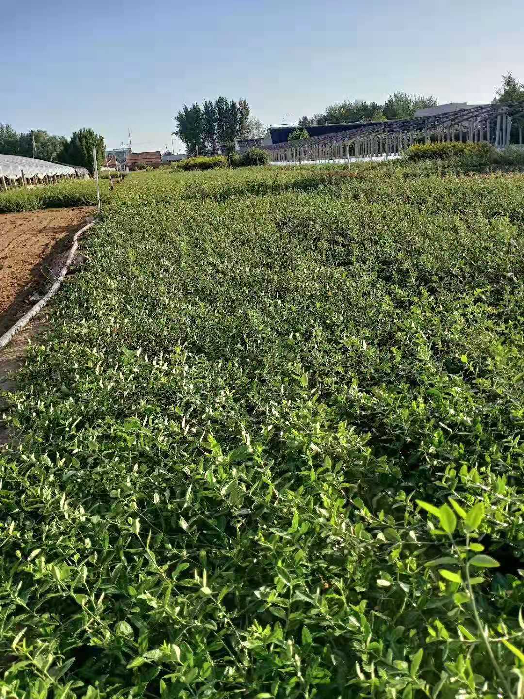 臨朐扶芳藤種植基地/山東扶芳藤價格/山東扶芳藤批發(fā)