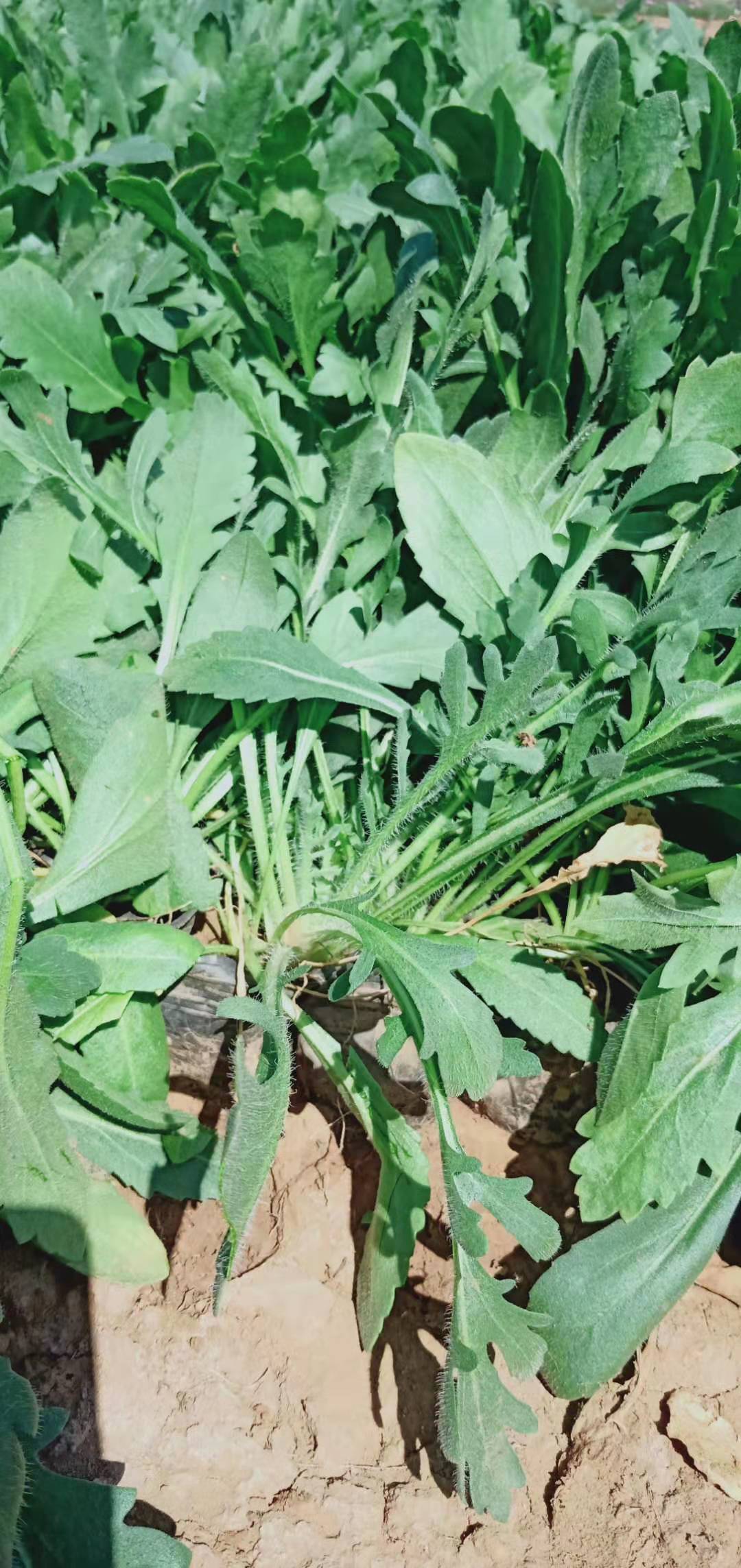 濰坊天人菊價(jià)格/濰坊天人菊出售/山東天人菊培育基地