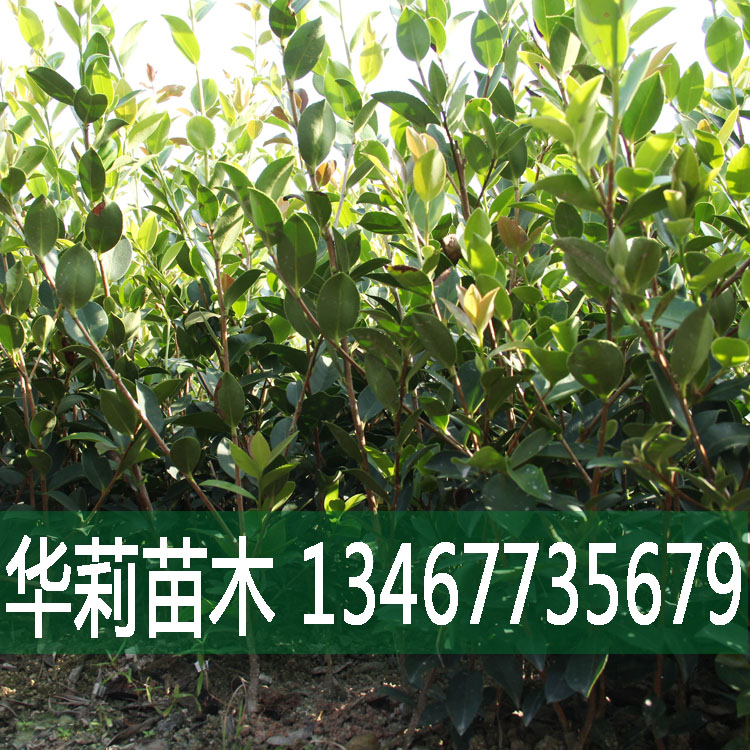 油茶籽树报价 油茶籽树批发 油茶籽树供应商 油茶籽树生产厂家 油茶籽树哪家好 油茶籽树直销图片