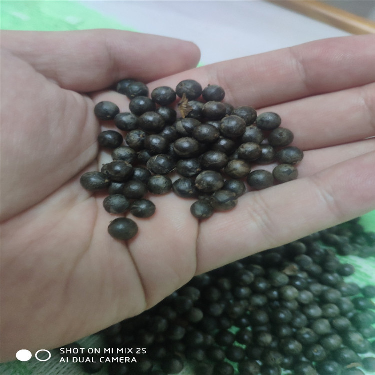 供應(yīng) 欒樹種子 北欒種子 廠家直銷報價批發(fā)價格多少錢