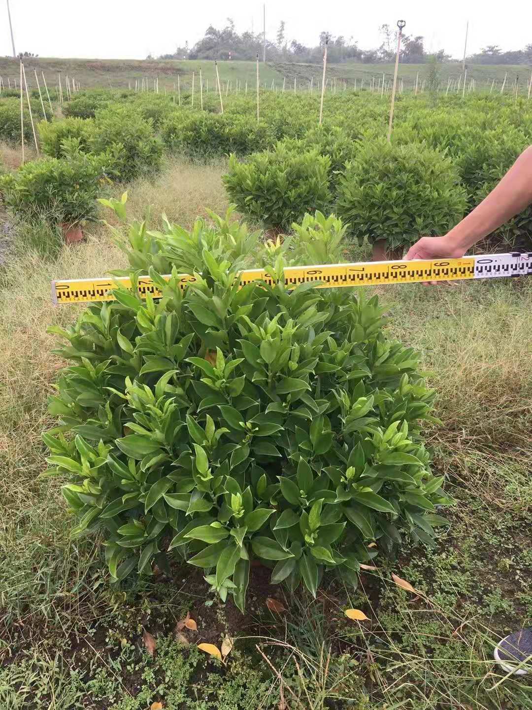 优质非洲茉莉佛山基地