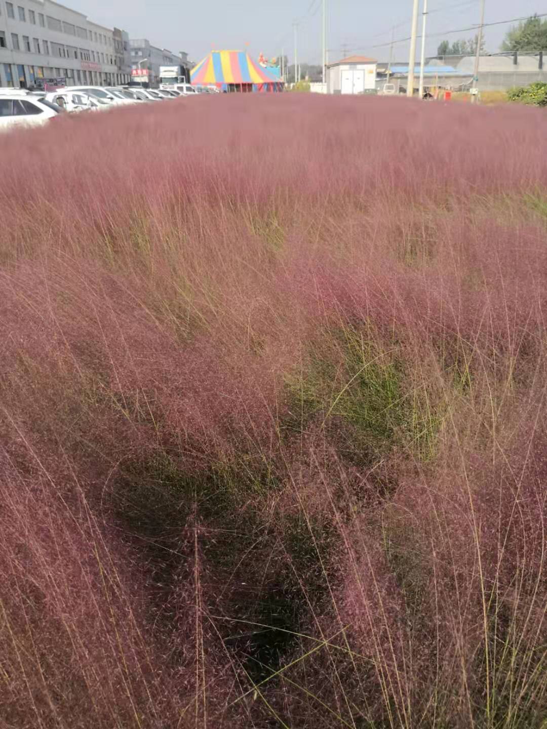 山东粉黛乱子草种植基地/ 山东粉黛乱子草哪里的好/北方草粉黛乱子批发图片