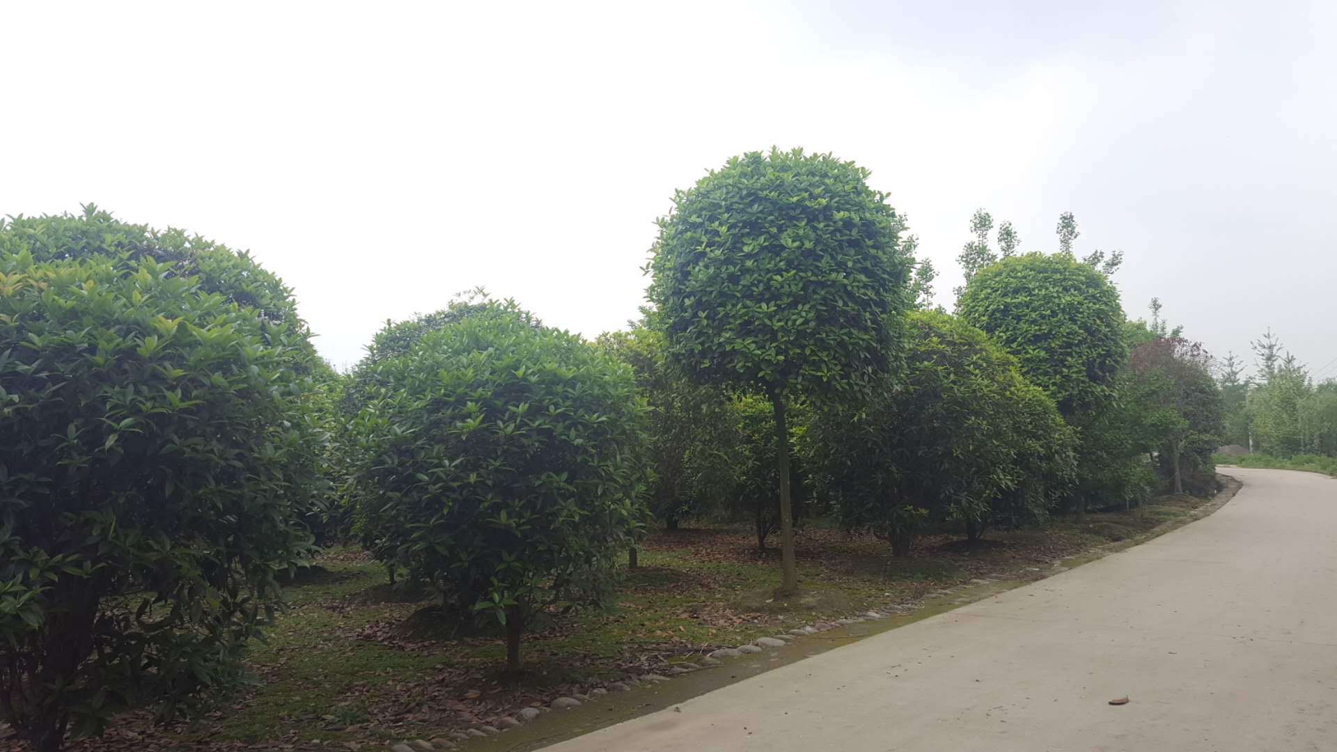 云南薔薇基地圖片