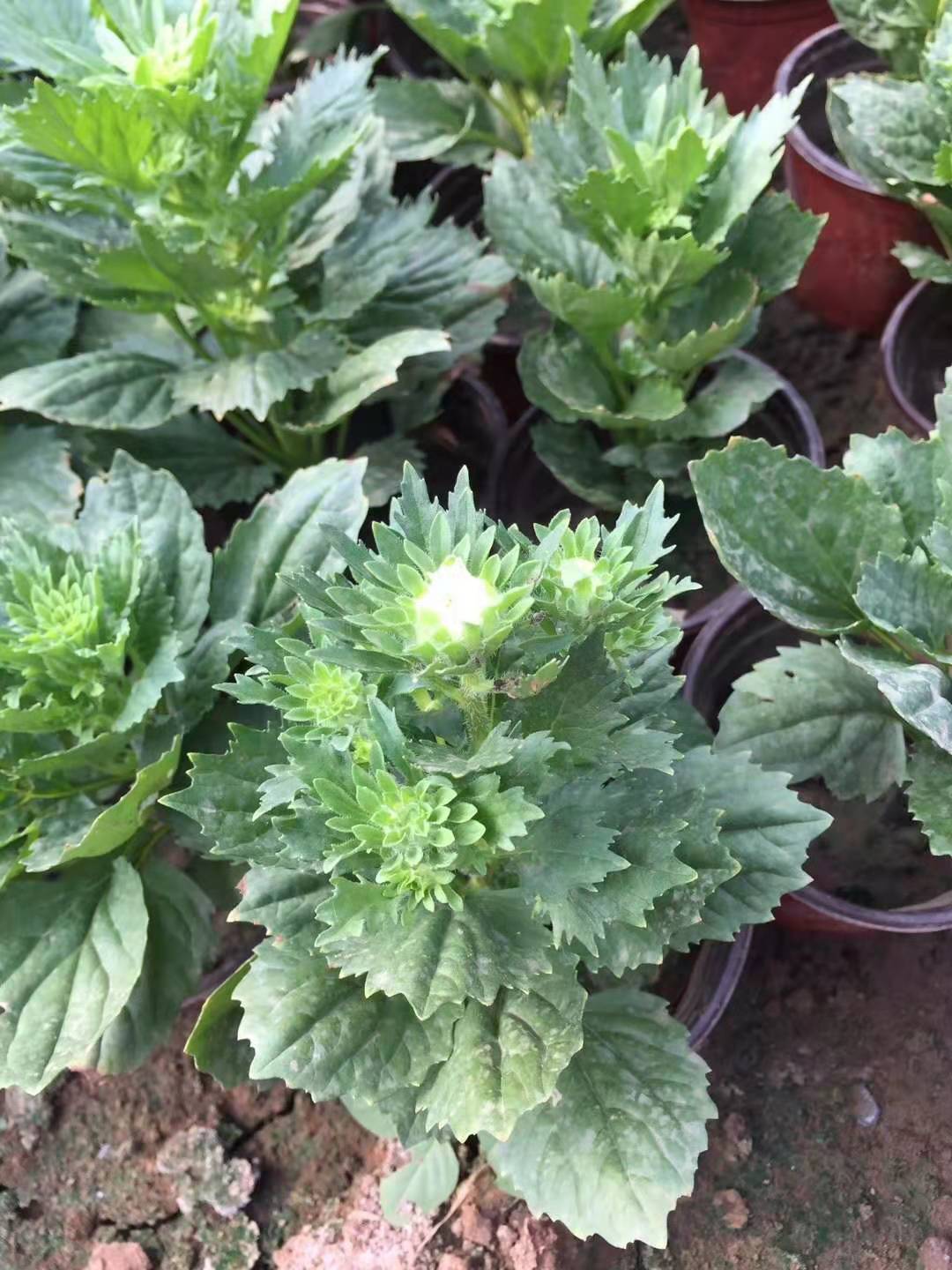 翠菊圖片/翠菊樣板圖 (2)