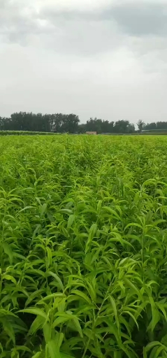 周口市黄金蜜1号 一年桃  桃树苗基地厂家黄金蜜1号 一年桃  桃树苗基地直供